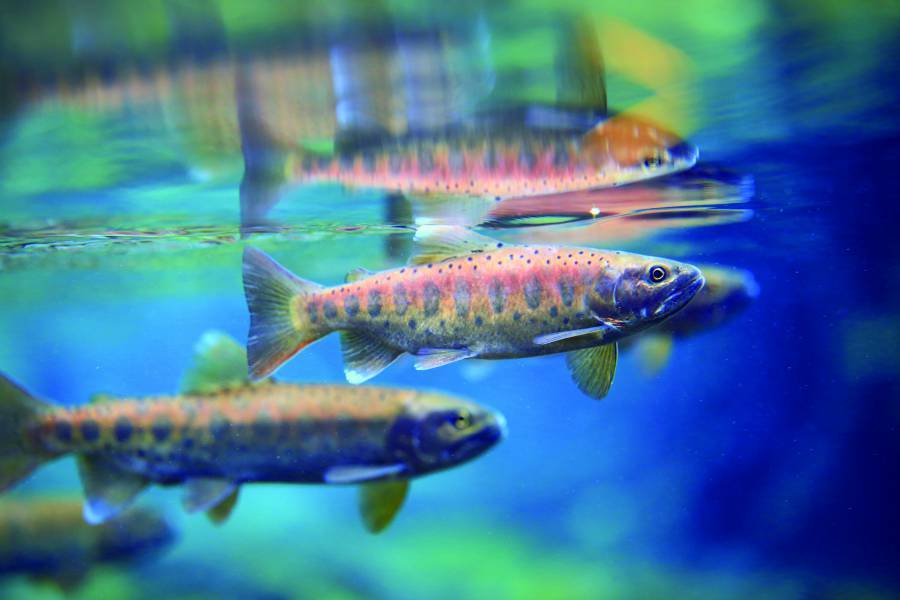 繁殖季節臺灣櫻花鉤吻鮭雄魚特寫